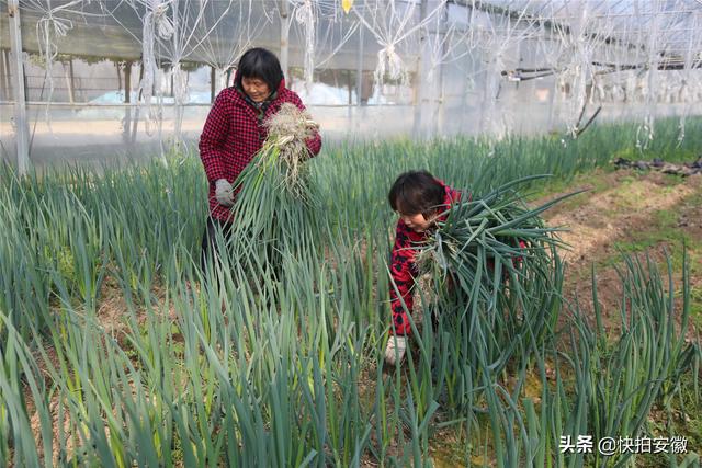 价格涨10倍，种植10亩葱能赚多少钱？听听种葱人给你来算算