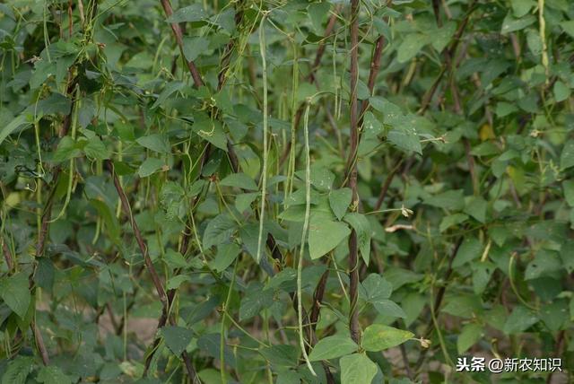 学会这些种植方法，让豆角高产秘决与管理措施，一般人我不告诉他