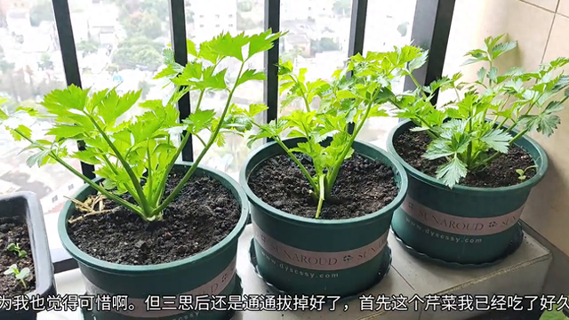 三思后还是把芹菜通通拔掉了。#记录我的种植生活