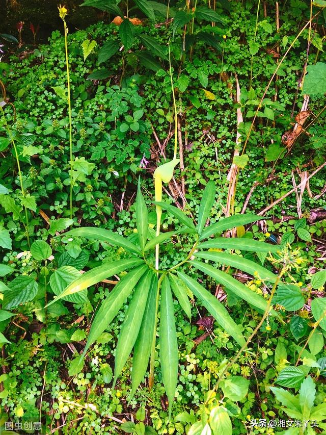 天南星的种植技术及注意事项