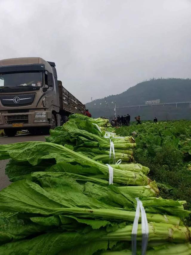 正式向湖北人民介绍儿菜