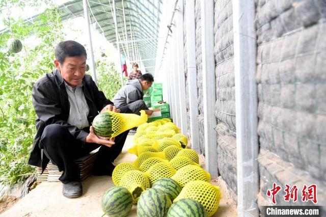 “西瓜之乡”河北阜城：小小西瓜“圆”了致富梦