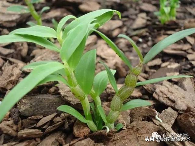 【植物百科】铁皮石斛种植方法