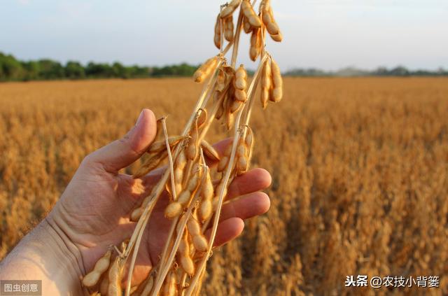 夏大豆如何种植才能提高产量和品质？这9招播种管理技巧要用好