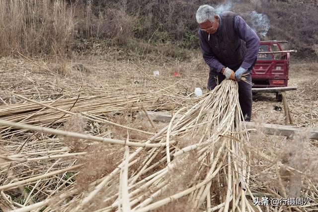 7旬农民大叔在山沟种芦苇，荒草成抢手货，1亩地能赚2万元