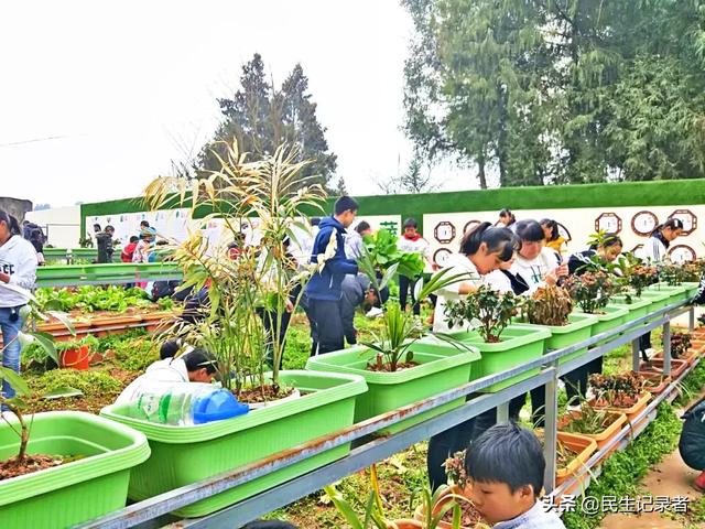 龙桂小学校本课程种植园“新芽园”之收获篇