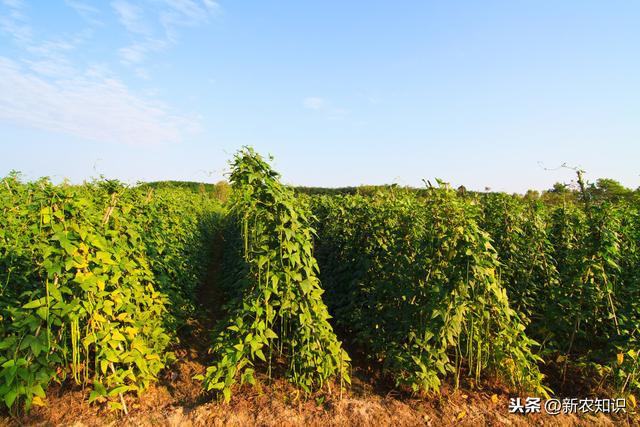 学会这些种植方法，让豆角高产秘决与管理措施，一般人我不告诉他