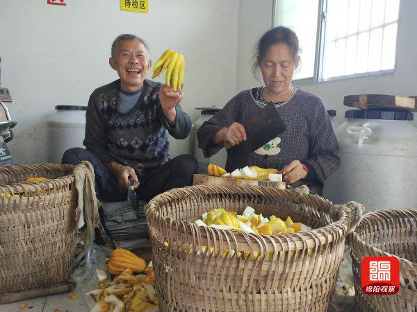 绵阳安州先林村｜灿灿“金佛手”挂满枝头 这是村民的致富果