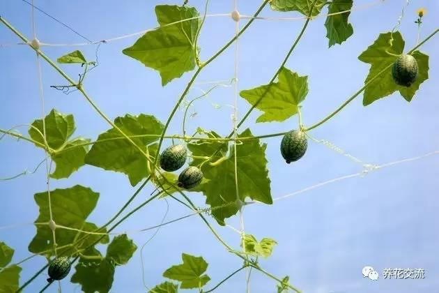 8种可以在阳台轻松种植的果子，保证硕果累累