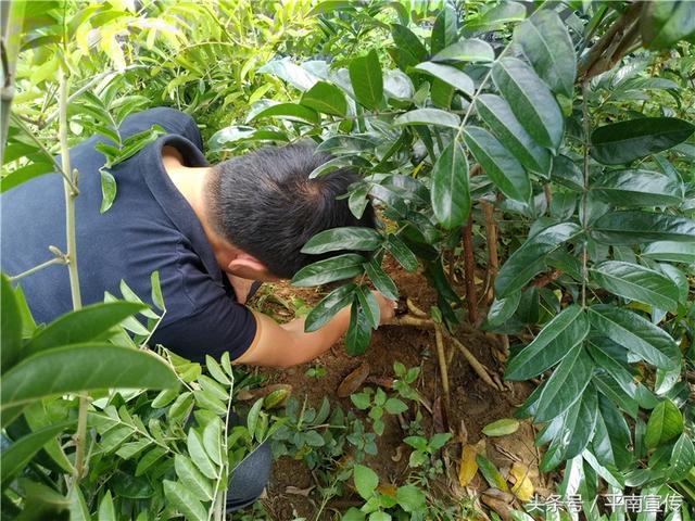 种植牛大力 平南这位村支书带领村民开辟致富新法宝