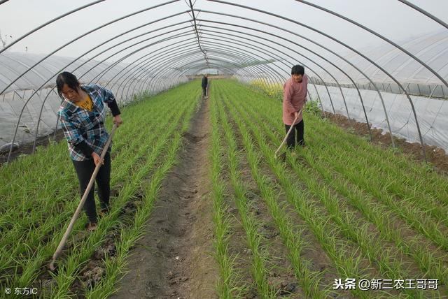 冬季大棚韭菜种植的方法