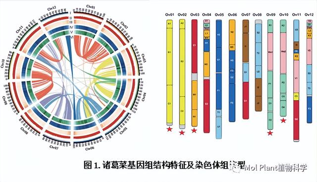 国内两个团队解析二月兰基因组的古多倍化演化和重要性状遗传基础