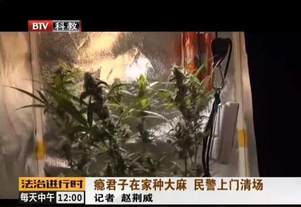 北京一录音师“自给自足”在家种大麻，民警上门清场