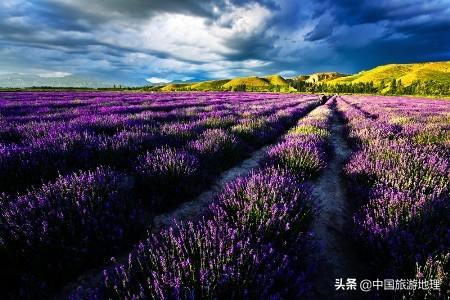 世界三大薰衣草种植基地