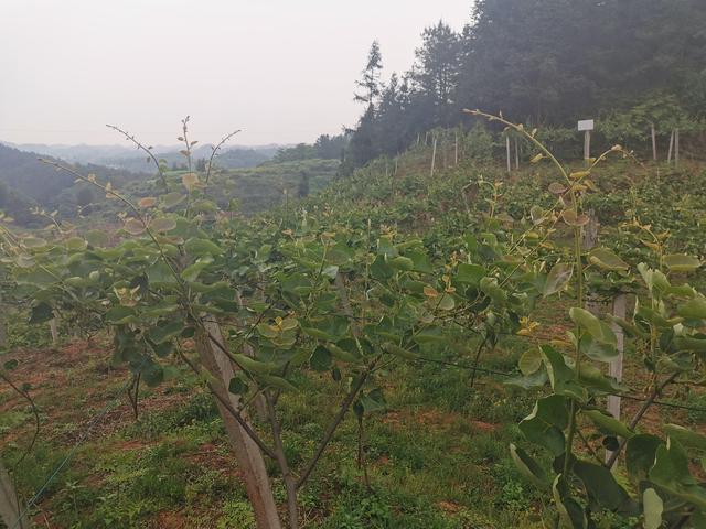 种植猕猴桃，用这个方法种植，想不高产都难