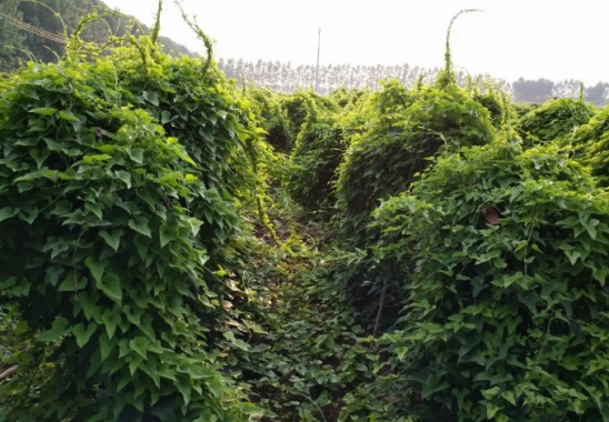 怎样正确的种植山药，种植方法和技巧，一起来学习一下