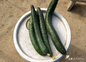 秋季黄瓜最佳种植时间(秋黄瓜什么时候种？如何种？)