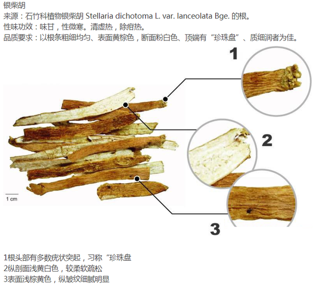 带你识别银柴胡