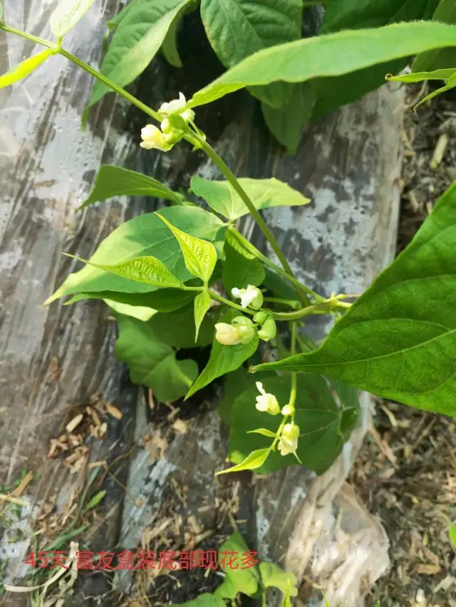 精心整理！！芸豆冬春茬栽培看这篇就够了