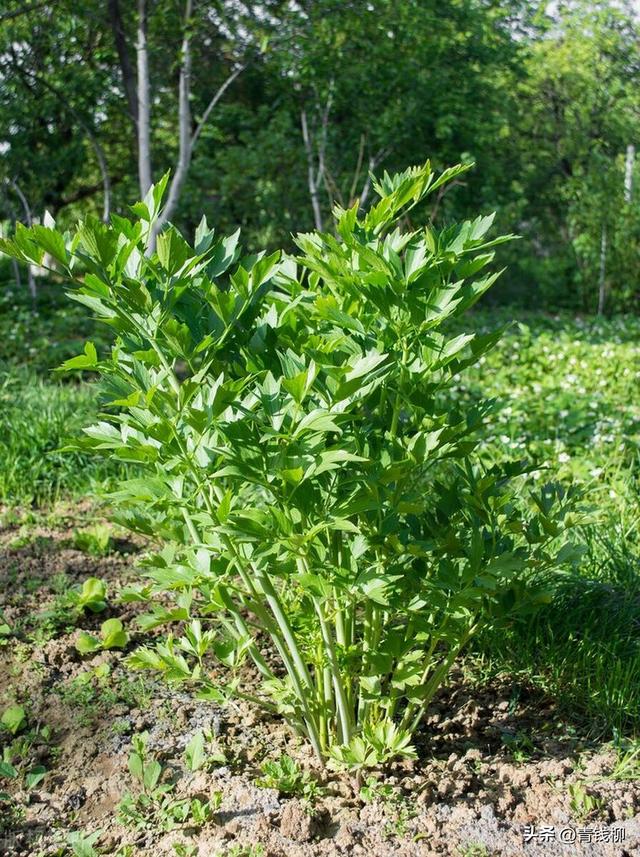 林下芹菜高效栽培技术