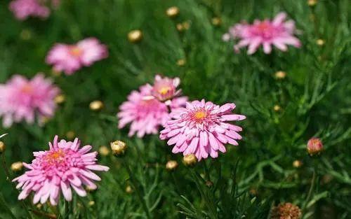 三月花香浓 这些花卉好栽种