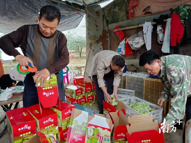 一万多斤饶平新圩青枣卖出去了，得益于中山帮扶力量解难题