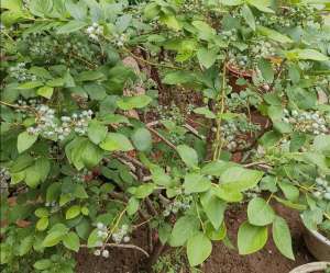 东北能种植蓝莓吗(北方院子里，也能地栽蓝莓，做好这些细节，果实挂满枝头)