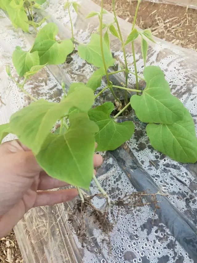 精心整理！！芸豆冬春茬栽培看这篇就够了