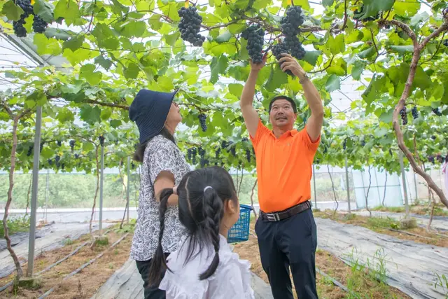 长泰南山谷：四季葡萄承包你一年的甜蜜