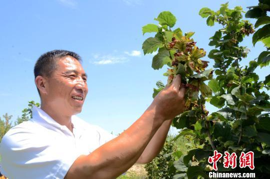 宁夏成功引种大果榛子