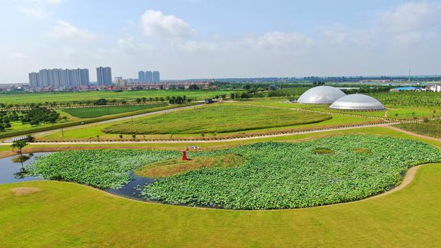 上海崇明岛上的江苏小镇，香氛主题农场香飘美丽乡村