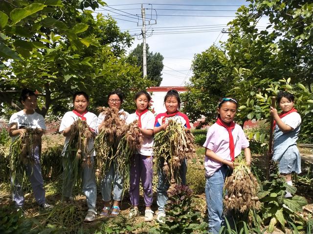 河南这所乡村小学，连续8年栽果树种五谷育菜蔬