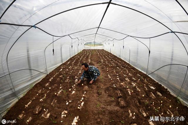 中草药种植好项目，每亩经济效益可达5万元-灵芝段木栽培技术