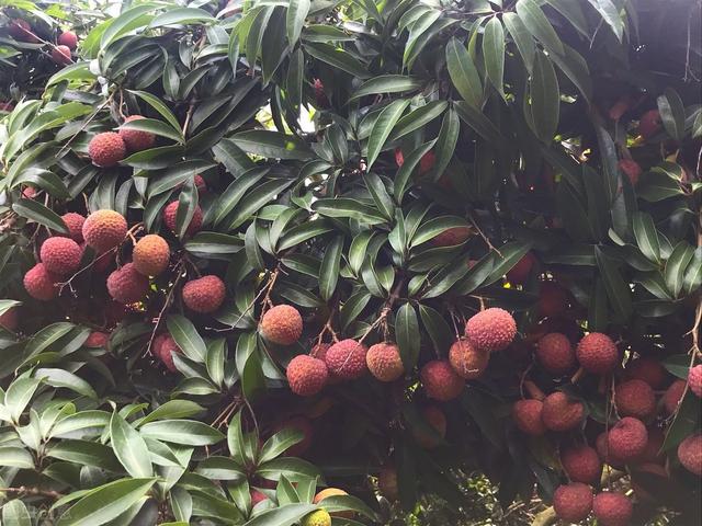 荔枝的栽培管理、病虫害防治，掌握好种植关键技术，才能实现高产