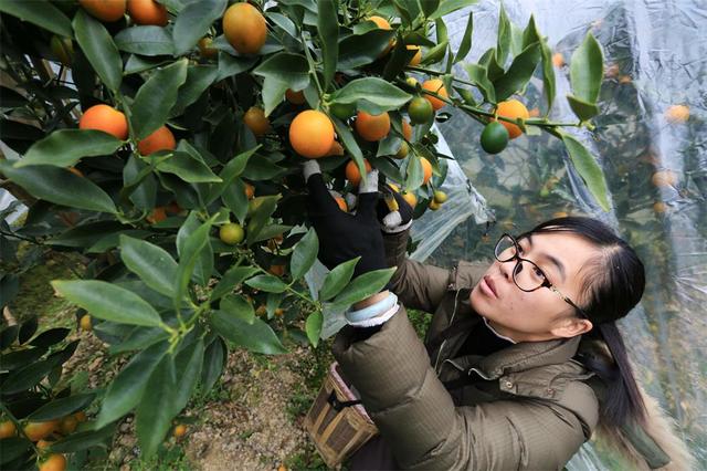 金桔的种植方法和管理