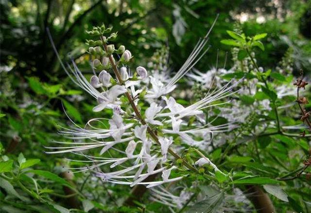 名字俏皮可爱，村边的“猫须草”，能长到1米，作用还不少！