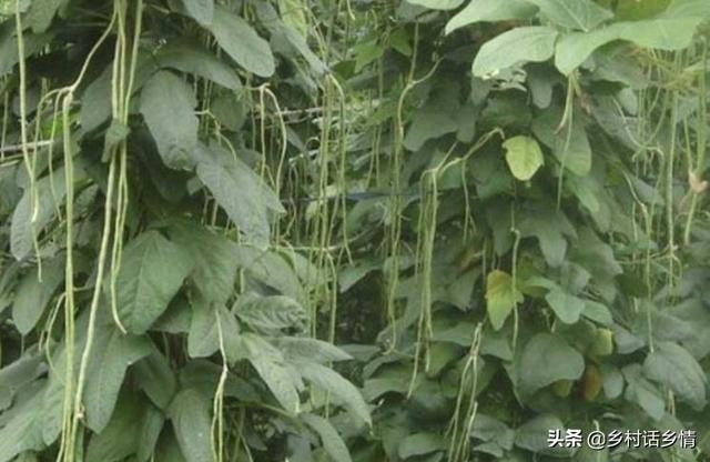 架豆、芸豆、豇豆为啥结荚少？老农教你几个方法，豆角挂满架