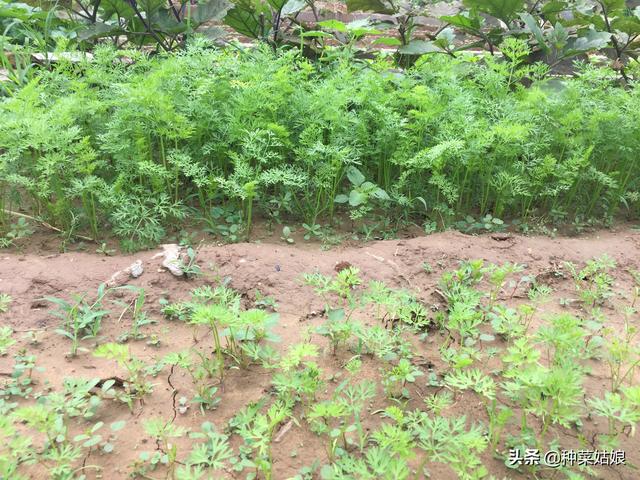 雨季种叶菜，出苗老是不好，掌握这些播种方法，出苗整齐又漂亮