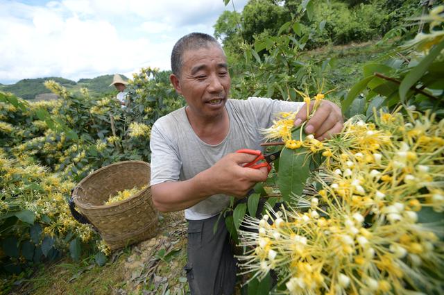 （经济）贵州绥阳：小小金银花 增收大产业