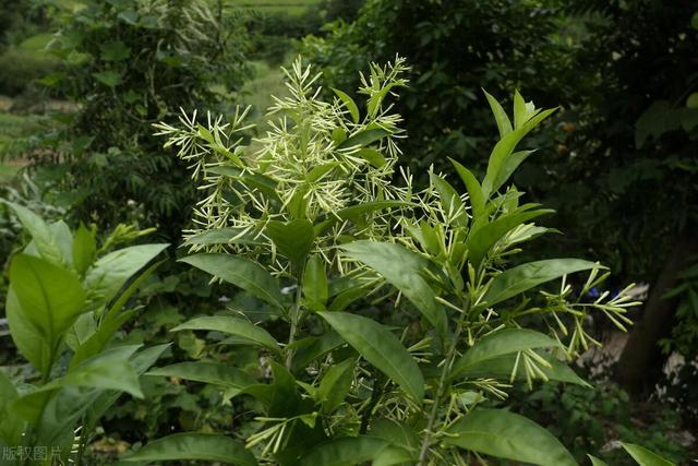 晚上才绽放的“香水花”，选对方法养，枝头上面全是花