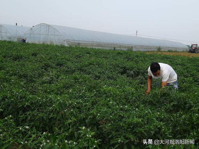 河南：80后农民种500亩爆辣泰椒，日采摘量超10吨年入过1000000元