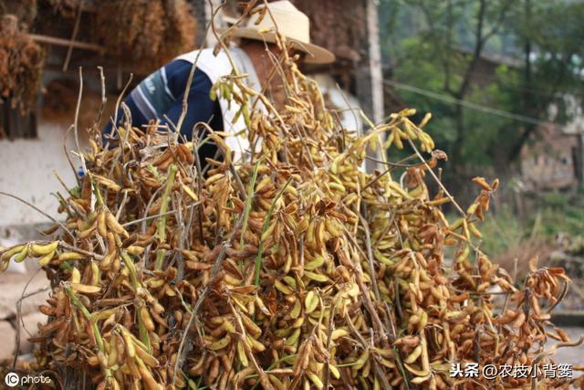 夏大豆如何种植才能提高产量和品质？这9招播种管理技巧要用好