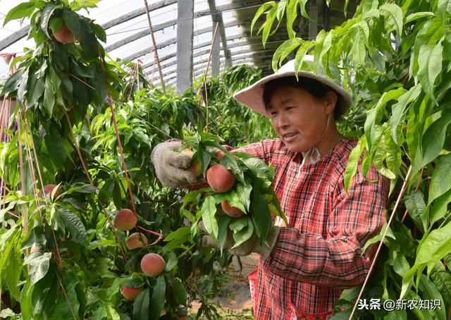 新农知识——果树栽培管理措施及种植技术，要点分析