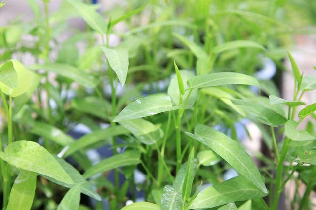 七月份还能种植空心菜！按这4点种植，空心菜发芽快，长得好