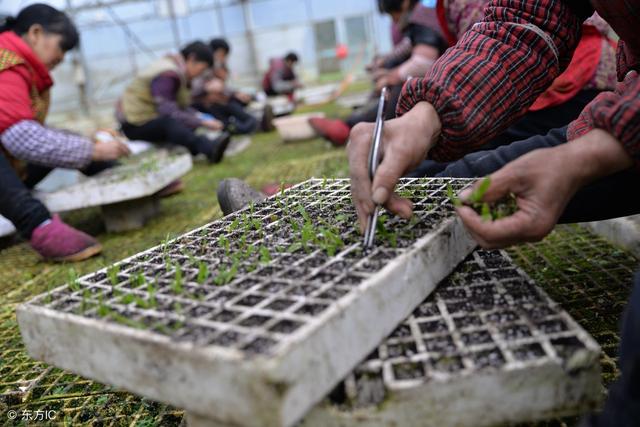 2018年农村种植白芨前景怎么样？一亩可以挣到25万元？真的假的