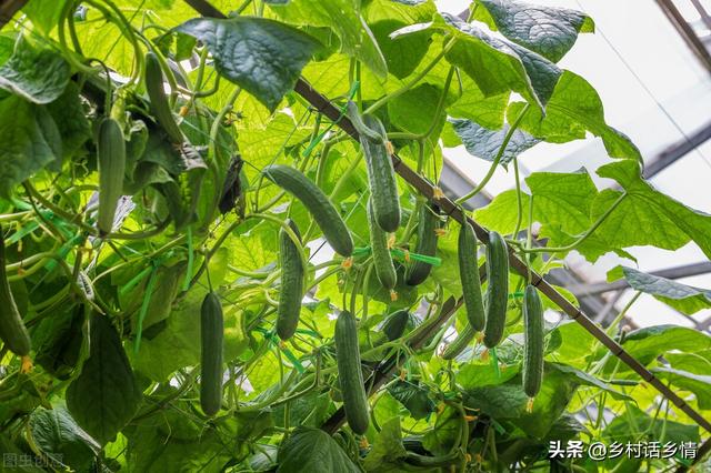 种植蔬菜学会用这三种菌剂，生根壮苗防病害，无可替代