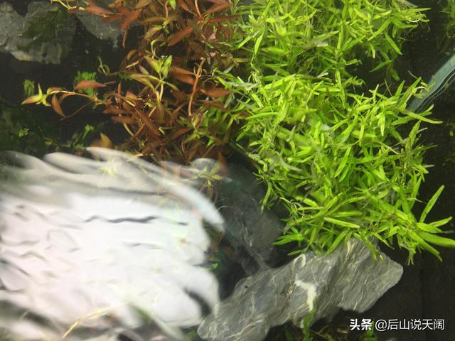 想要一片草坪吗？小型草缸开缸记录