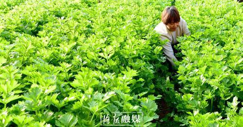 洛阳这个村百余个日光温室蔬菜大棚，种植多种新鲜果蔬，带动群众增收致富