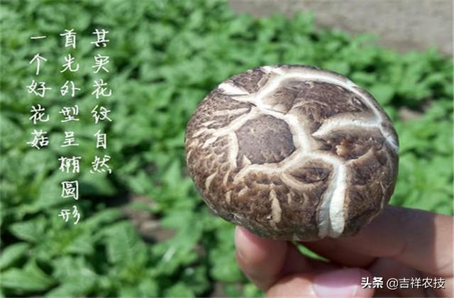 花菇种植管理要点，今天就教你这绝活！一起学学