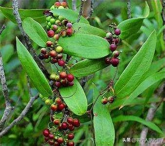 茯苓种植技术，从培土整地到接种采收，有这些技术都可以完美解决